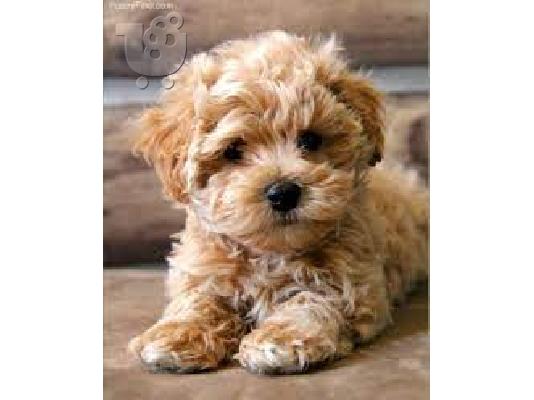 PoulaTo: Yorkshire terrier